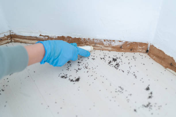 Best Pest Control Treatment  in Dowagiac, MI